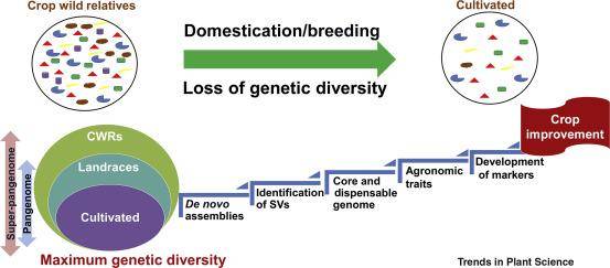 The concept of the pangenome and super-pangenome and their use for crop improvement.