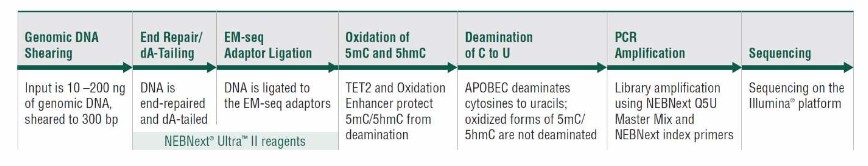 A Step-by-Step Guide to EM-Seq: From DNA Extraction to Methylation Analysis