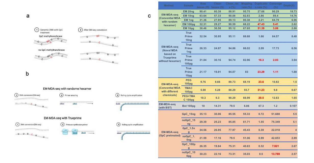 The MDA amplification on the EM-seq converted genome (as reported by Wang and colleagues in 2022)