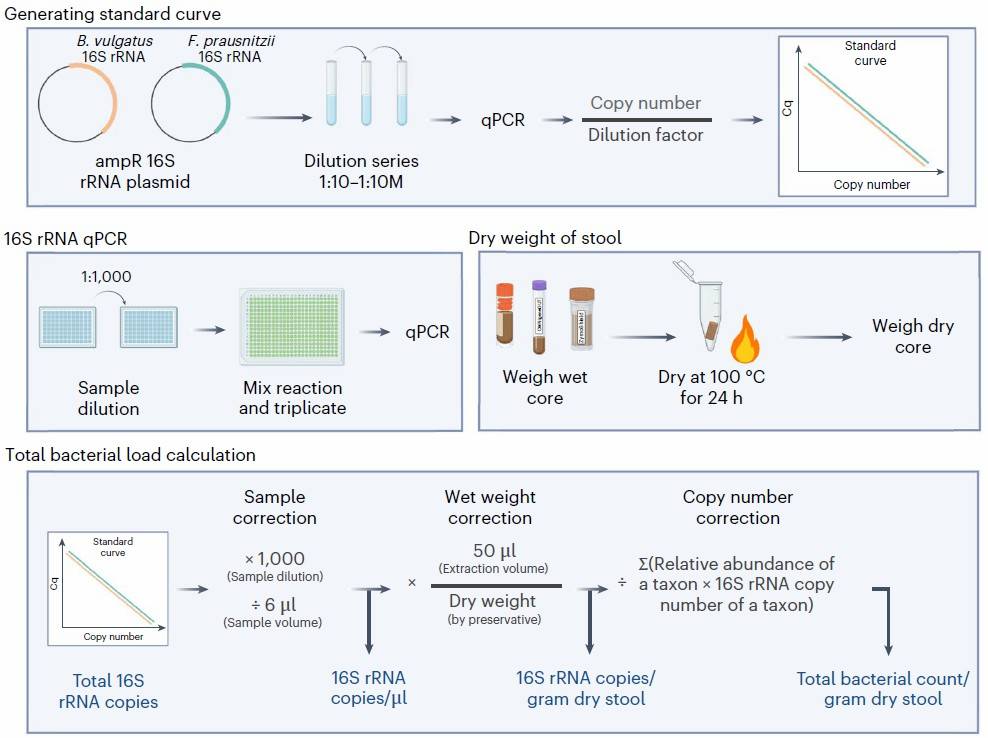 Workflow for absolute abundance quantification in microbiomes.