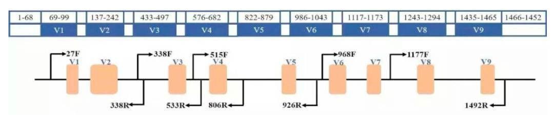 Figure 1: Regions and primers of 16S rRNA.