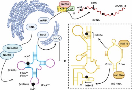 acRIP-seq: Principle, Applications, and Recent Advances