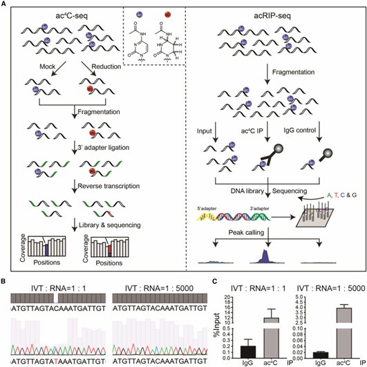 A comparison of two sequencing methods for ac4C detection. (Li, Bin, et al. 2023)