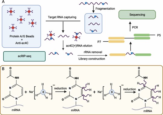 Detection of ac4C modifications in RNA using two methods: A) Antibody-based method, B) Borohydride reduction method. (Zhang, S., et al. R2024)