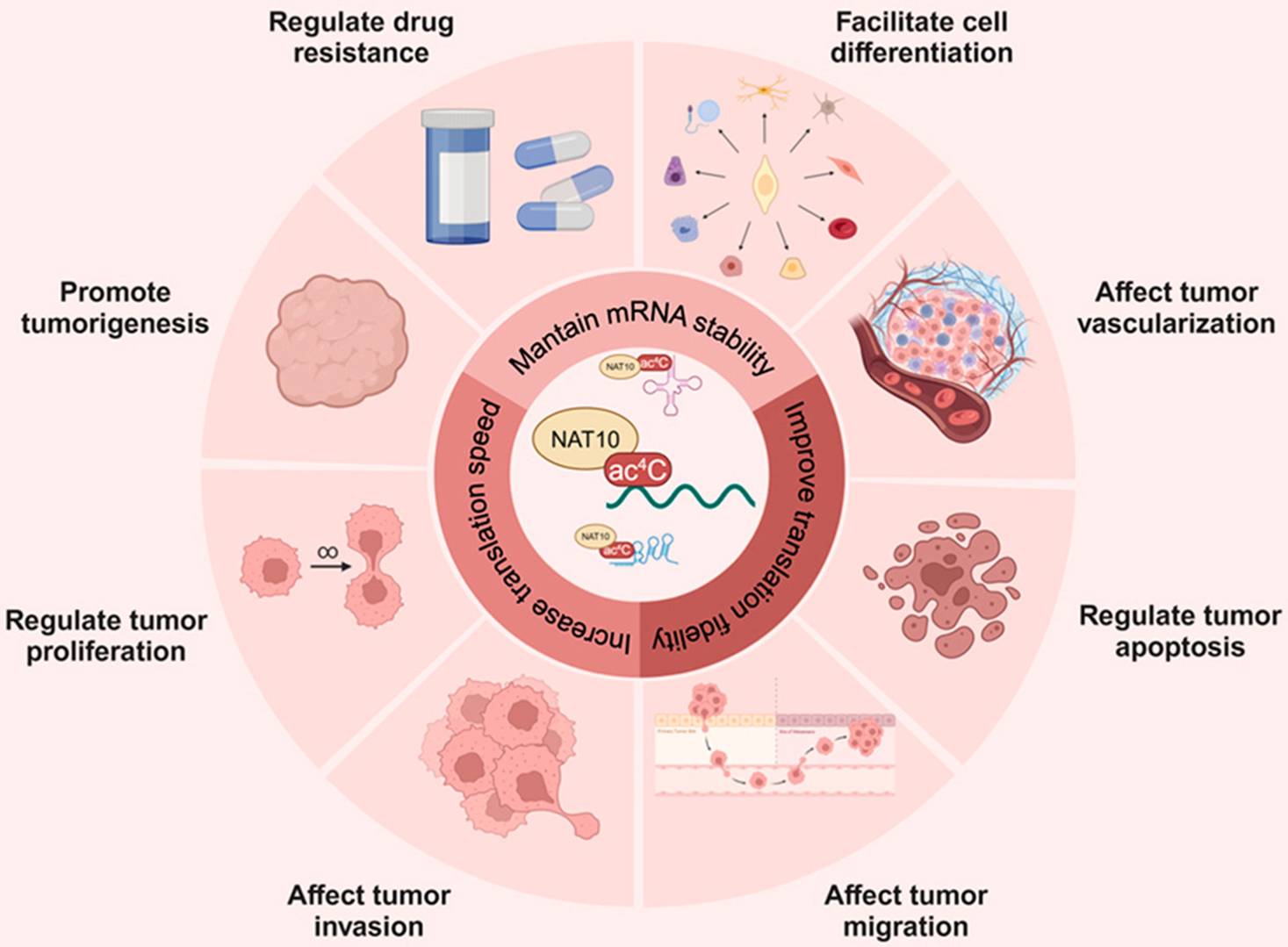 Exploring the diverse roles of RNA ac4C modification in cancer and its potential for therapy. (Ouyang, Wenhao, et al. 2024)