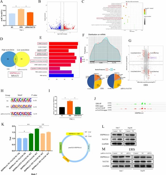 Analysis of Huh-7 cells treated with TM and NAT10 knockdown using mass spectrometry, acRIP-seq, and RNA-Seq. (Pan, Z., et al. 2023)