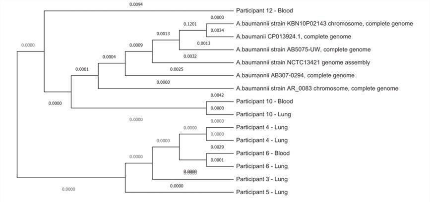 Whole genome phylogeny of the genomes of the 9 Acinetobacter baumannii strains collected from 6 neonatal deaths evaluated in the DNA libraries for this study together with 6 reference strains. 