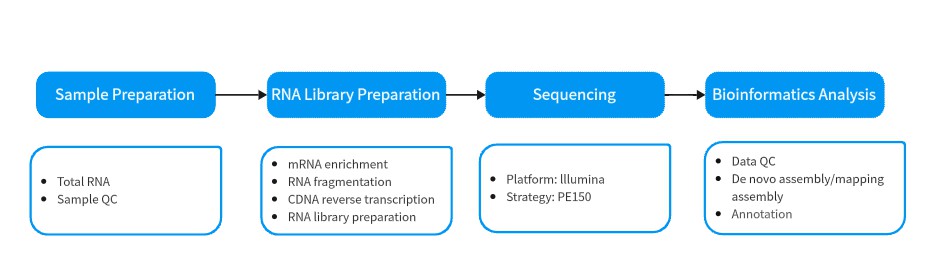 A typical RNA-seq experiment workflow