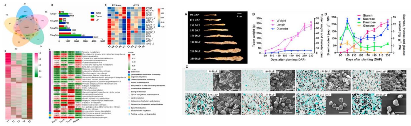 Transcriptome analysis of yam tubers at different developmental stages