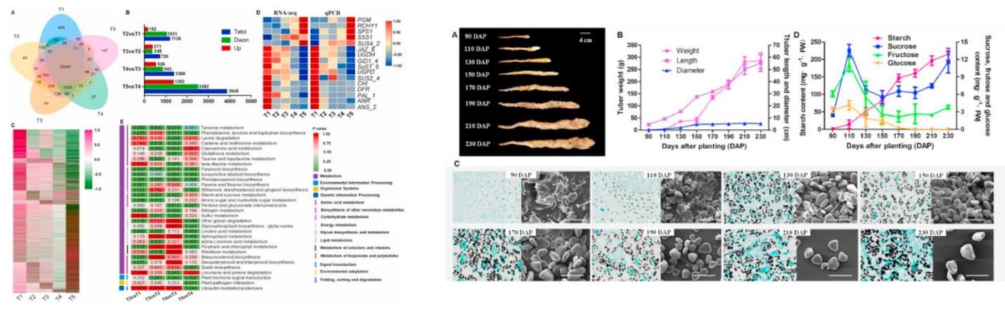 Transcriptome analysis of yam tubers at different developmental stages