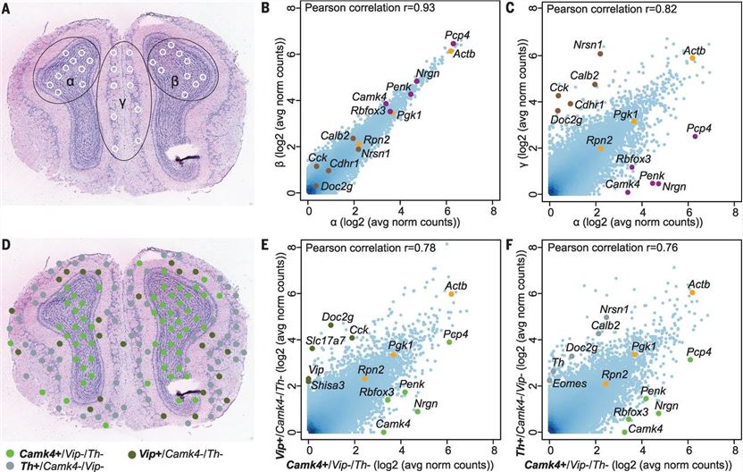 Visualization and bioinformatics analyses of tissue domains defined by morphology or gene expression profile.