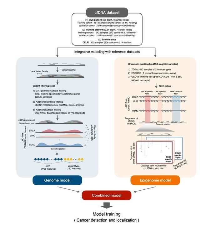 Advancing Cancer Diagnosis: Integrated Model Utilizing Genomic and Epigenomic Features for Accurate cfDNA-Based Detection