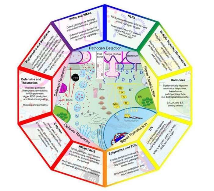 Components of plant disease resistance mechanisms involved in pathogen detection, signal transduction, and defense response.