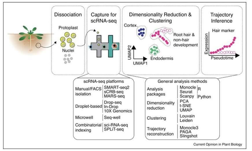 Expression diversity in the TRACERx 421 cohort