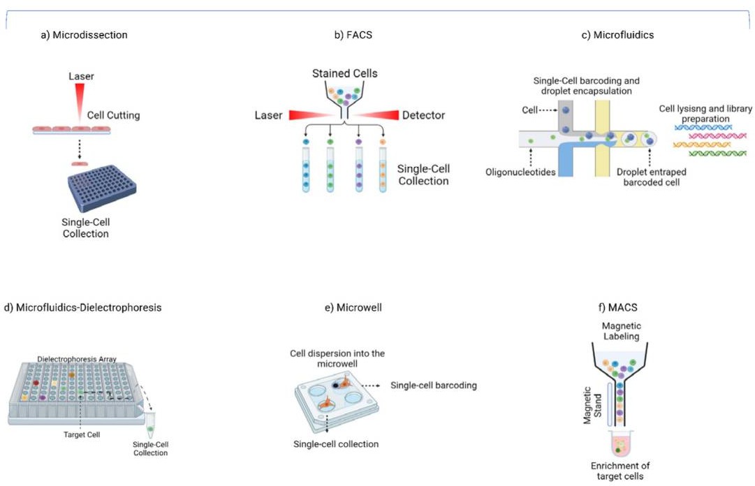 Single-cell LCM isolation methods.
