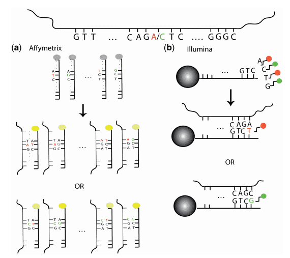 An Overview of SNP Genotyping Technologies