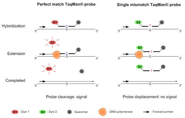 An Overview of SNP Genotyping Technologies