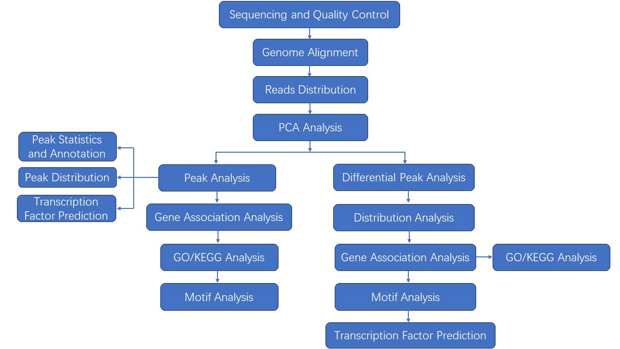 The DNA 6mA sequencing data analysis pipeline of DNA 6mA sequencing.