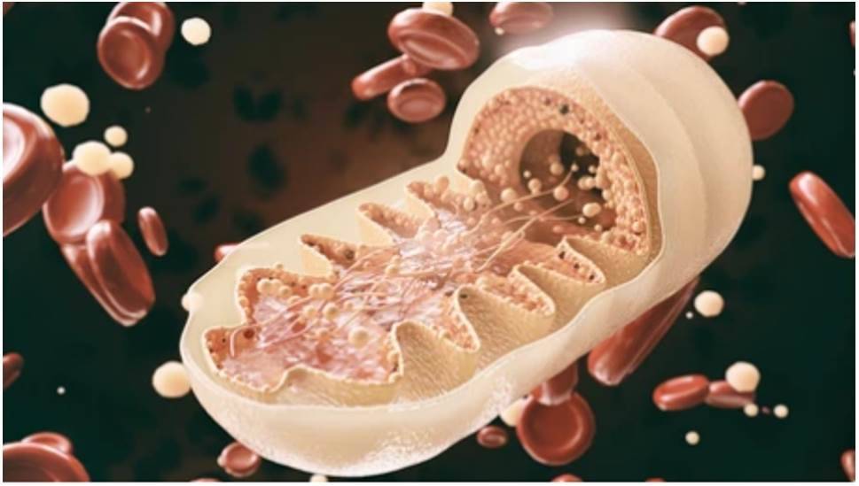 Analyzing Human Mitochondrial Genomes Through High-Throughput Sequencing Data