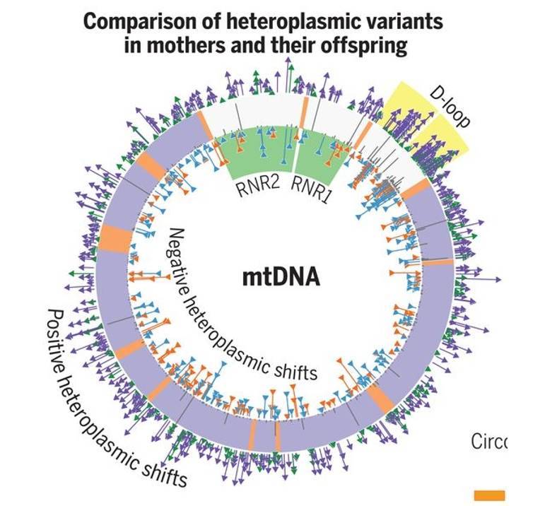 Germline selection shapes human mitochondrial DNA diversity.