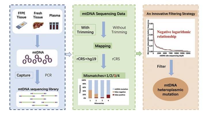 Germline selection shapes human mitochondrial DNA diversity.