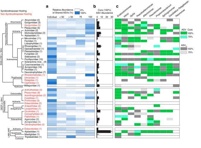 The relative abundance of archaeal and bacterial sequences identified within tissue samples per site, averaged to cnidarian family.