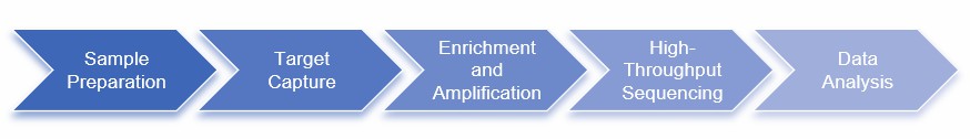 The workflow of animal and plant exome sequencing.