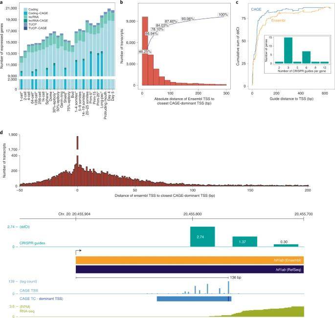 Transcript categories and single-nucleotide resolution