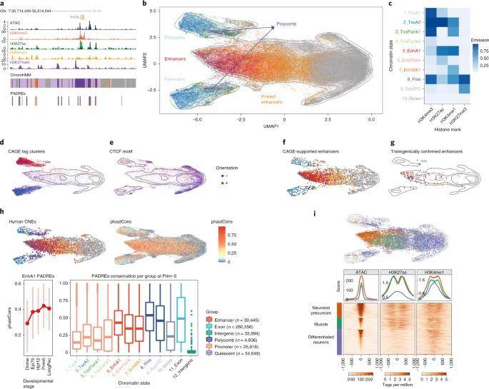 Classification of developmental cis-regulatory elements.