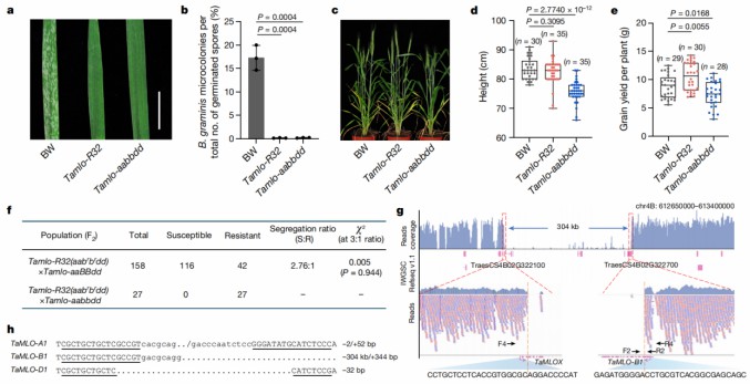 The Tamlo-R32 mutant strain showed resistance without affecting.