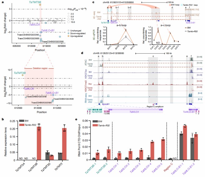 Mechanism of Tamlo-R32 mutants leads to upregulation of TaTMT3B gene.