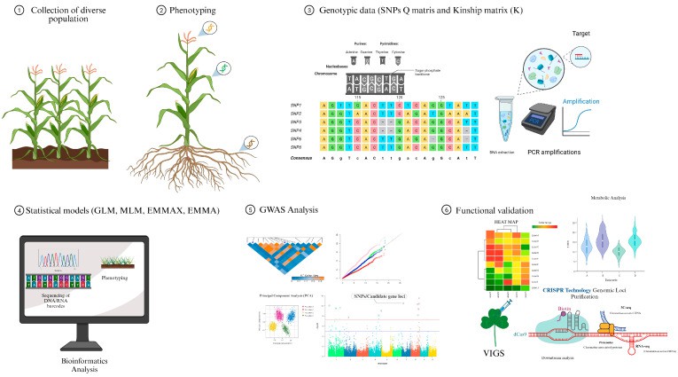 Basic GWAS approach in maize.