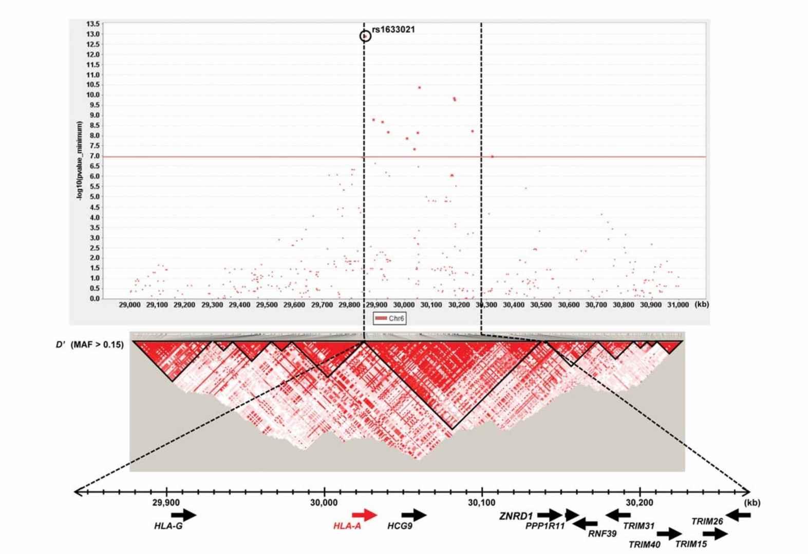 LD map and genomic structure of an HLA-A region.