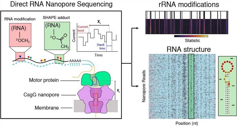 Direct detection of RNA modifications and structure using single molecule nanopore sequencing.