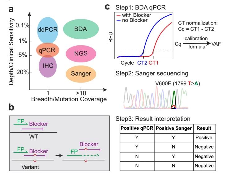 Methods for detection of BRAF mutations.