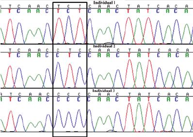 Sanger sequencing of mtDNA.