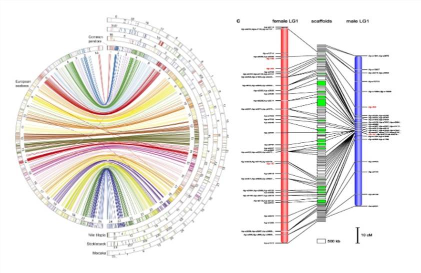 Genetic and Comparative Map Construction