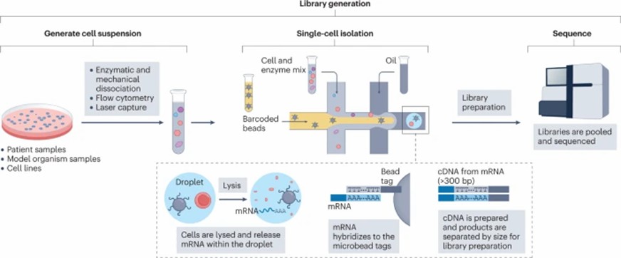 Figure 2.scRNA-seq library generation steps