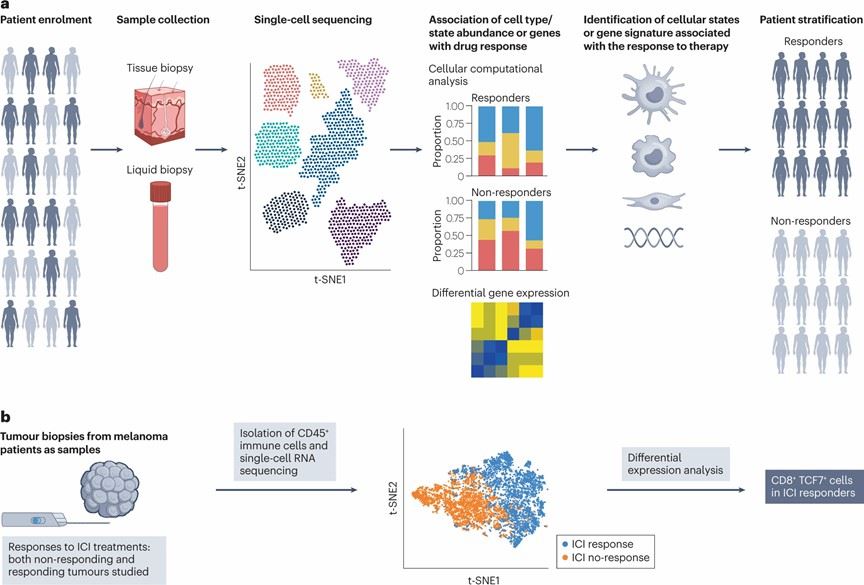 Figure 5. Biomarker discovery and patient stratification via scRNA-seq