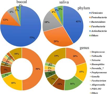 Figure 2. Bacterial community composition of the saliva and buccal mucosa at the phylum and genus levels. (Wang et al., 2022)