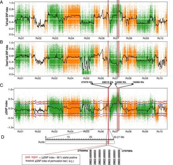 Applications of Bulk Segregant Analysis in Plant Research
