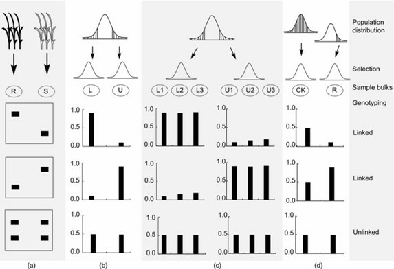Overview of four different types of bulked sample analysis (BSA). (Zou, et al., 2016)