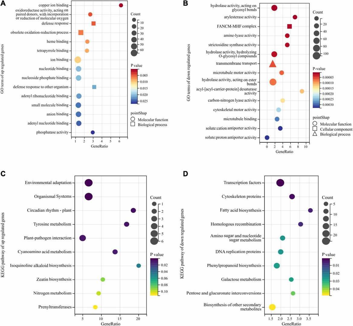 Gene Ontology (GO) and Kyoto Encyclopedia of Genes and Genomes (KEGG) enrichment analysis of differentially expressed genes (DEGs) identified through bulk segregant RNA sequencing (BSR-Seq). (Gao, Yongbin, et al., 2022)