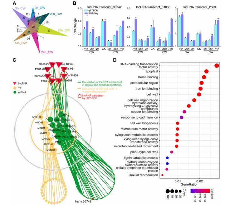 Differential expression levels of lncRNA (Zhang et al., 2022)