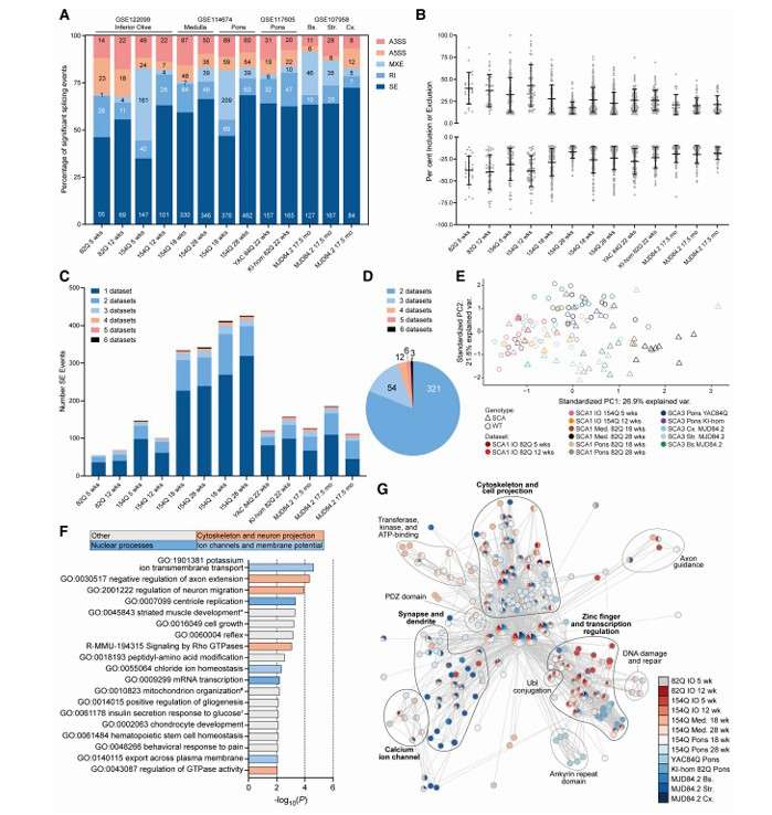 Alternative splicing results across affected brain regions mouse models (Hannah et al., 2024)