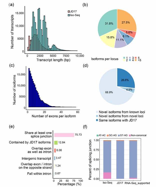 Analyse the results of Iso-Seq data (Liu et al., 2022)