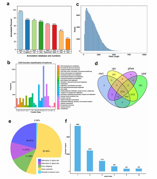 Iso-Seq isoform functions in G. purpurascens (Abdul et al., 2024)