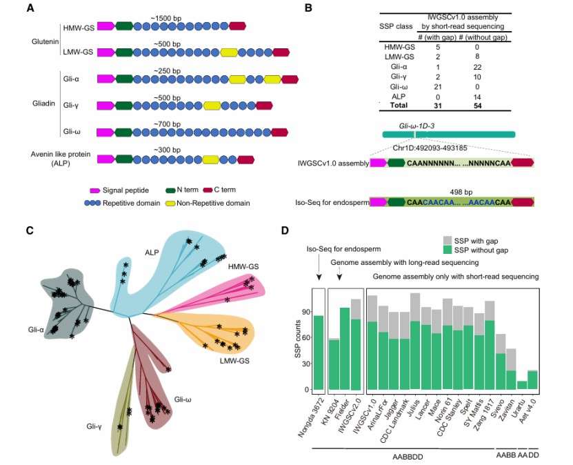 Results of Iso-Seq fills gaps in seed-storage proteins (Zhang et al., 2024)