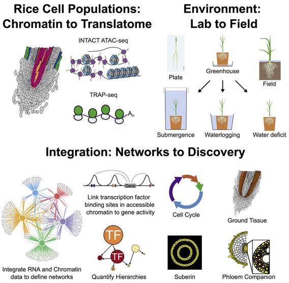 An atlas of gene activity of root cell populations of rice in varied agronomically relevant environments.