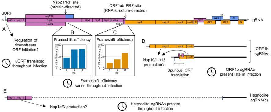 Schematic summary of non-canonical mechanisms of porcine reproductive and respiratory syndrome virus (PRRSV) gene expression regulation.